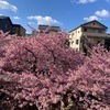 先週は淀に河津桜見に行った