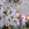 花見で酒が飲みたい