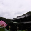 三室戸寺・宇治上神社・平等院