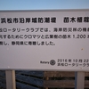 浜ちゃん日記　　浜松市沿岸域防潮堤の防災林の植栽に寄せて