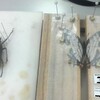  いのちのたび博物館 室内講座「昆虫標本の作り方」
