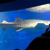 いざ大阪！〜大阪のおばちゃんと海遊館編〜