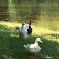 ヒポクラティック サナトリウム断食体験記 5日目 にんじん りんごジュースの断食 ファスティング で健康増進 東京 パリ Mikikoカラーライフ Tokyo Paris Nagoya Mikiko S Color Life ヒポクラティック サナトリウム断食体験記 5日目 にんじん りんごジュースの断食 ファスティング で健康増進 東京 パリ Mikikoカラーライフ Tokyo Paris Nagoya Mikiko S Color Life