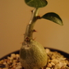 Pachypodium succulentum 実生株②