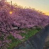 早朝の河津桜 お花見散歩～河津桜まつり【静岡県河津町】