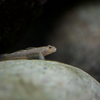 トウヨシノボリ Rhinogobius sp. OR