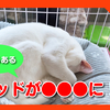 ぬくぬくかまくらベッドが○○○になった理由が判明しました！【猫あるある】