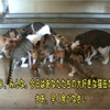 猫やかたの波乱万丈