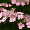 家の紫陽花。