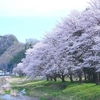 「イワウチワ」・・来年は登れるだろうか？