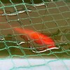 新たな金魚 & マツモ 見つけた