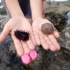 海の生き物探しDAYふたたび