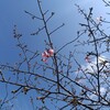 佐久間ダム湖　桜、開花状況（2025年2月12日の様子）南房総の桜の名所、満開まではもう少し
