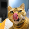 5月前半の #ねこ #cat #猫 どらやきちゃんB