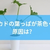 アボカドの葉っぱが茶色くなる原因は？水やりミスから病害虫による変色と予防のポイントまでを徹底解説