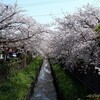 今年の桜！