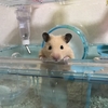 昨日は猫なら今日はハム！我が家のハム自慢
