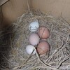 2日連続の卵が5個