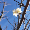 梅の花　　♫♫♫