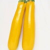 勝手に歯を削られたのですが、ズッキーニを収穫しました。