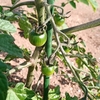 庭と言う名の荒れ地を金をかけずにどうにかしたい（家庭菜園編その7）あとヒメイワその後