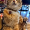 コタ爺のお守り。