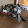 水の飲み方が変⁈