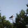 綾瀬に閑古鳥が来襲