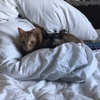 ペットシッターってどうなの？猫飼いが旅行や出張で家を空けるとき、絶対に準備しないといけないことまとめ