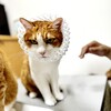 路上出身猫（保護猫、元野良猫）のお誕生日の決め方