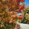 紅葉狩り／せせらぎ街道＠岐阜県郡上市〜高山市