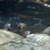 コツメカワウソ Aonyx cinerea
