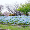 春の花が咲く戸田川緑地の魅力