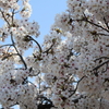 ３月３０日(土)さくらの丘マルシェに出店します。