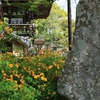 京都「松尾大社」ヤマブキ　2026