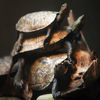 ニホンイシガメ Mauremys japonica
