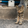 近隣繁華街のねこさん