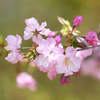  オウシュウサトザクラ：奥州里桜