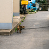 隣県離島のねこさん