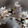 鴨越水源地：桜５