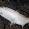 片手で持てるような魚は、持って写真に撮らずに逃がすべき。