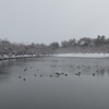 久しぶりの雪