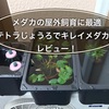 メダカの屋外飼育に最適な容器『テトラじょうろでキレイメダカ鉢』