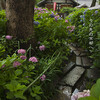 藤森神社のアジサイ苑