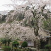 枝垂れ桜