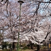 桜散る遅らすかこぬか雨