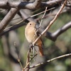 私が野鳥にハマる10の理由とバードウォッチングのすすめ