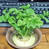 お料理の青みにもなる野菜の捨てる部分の活用で水耕栽培しませんか？