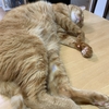 よりみちくさ746
