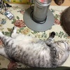 猫の完全室内飼い